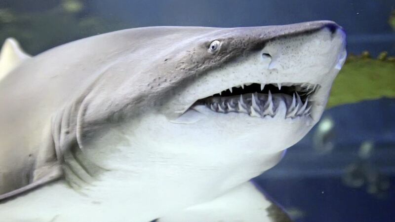 Sharks can have many rows of teeth and lost teeth can be replaced within a day 
