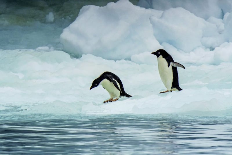 Adelie penguins in Antarctica 