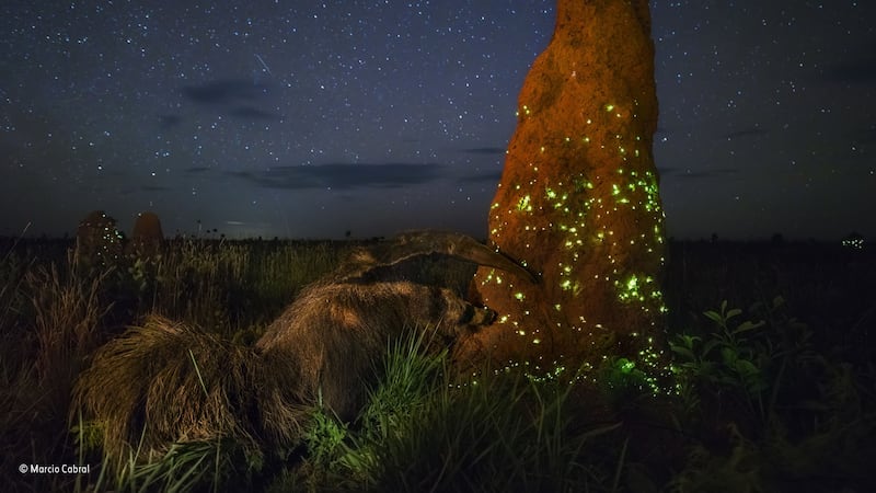 The night-time picture in a Brazilian national park features an anteater which experts have decided is a stuffed animal.