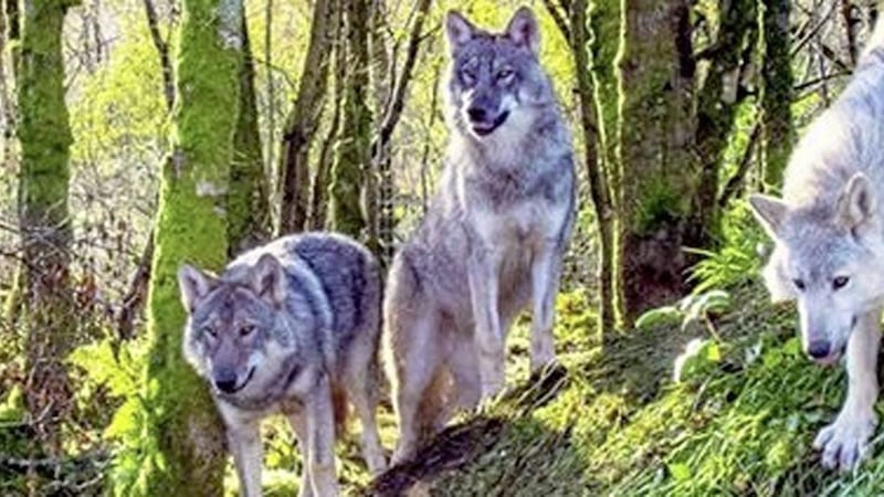 Wild Ireland&#39;s three European wolves roam freely on the new sanctuary near the Derry-Donegal border. Picture from Wild Ireland 