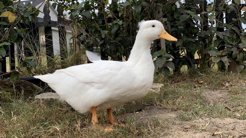 Emily Haufler explained on Twitter that she had adopted a rescue duck from an Instagram follower in Texas, but the bird vanished while being shipped.
