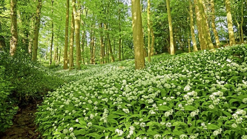 Wild garlic was highly valued as an important edible plant in ancient Ireland. The leaves and bulbs were eaten raw or cooked, and often added to flavour other foods 