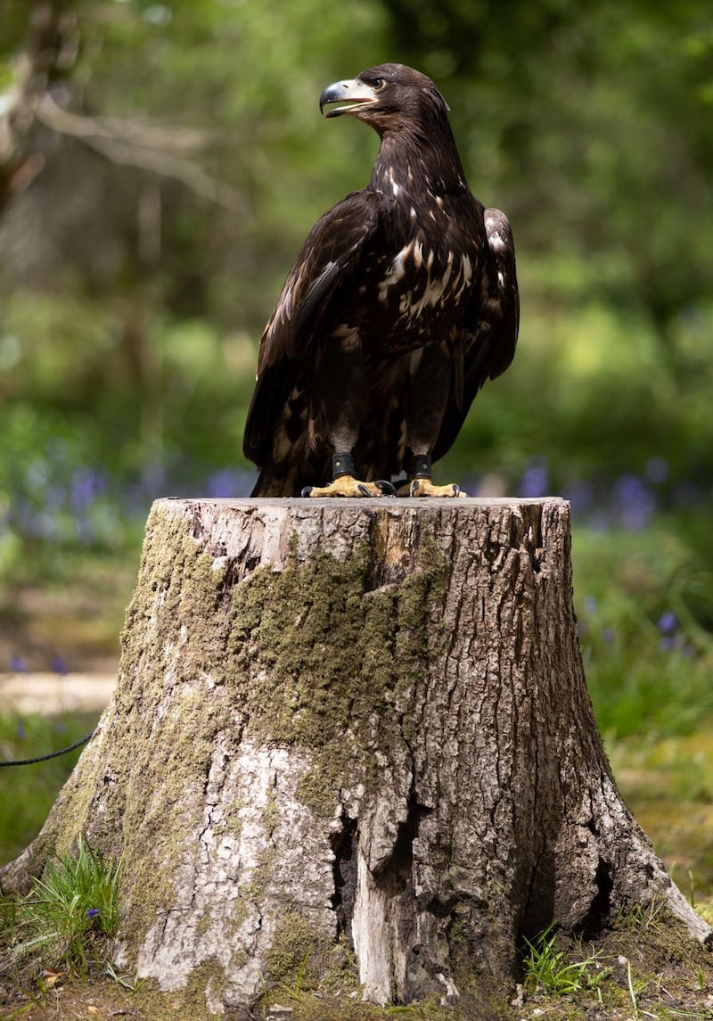 The white-tailed sea eagle is the UK’s largest bird of prey 