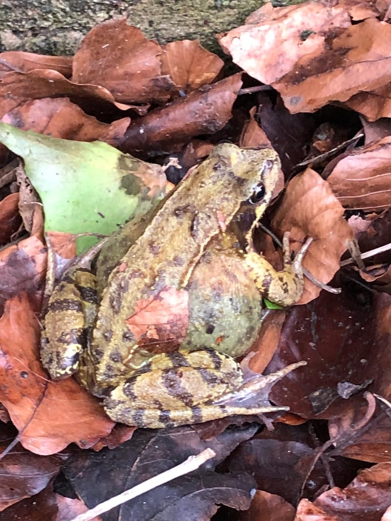 One of the female frogs rescued by this year’s Charlcombe Toad Rescue
