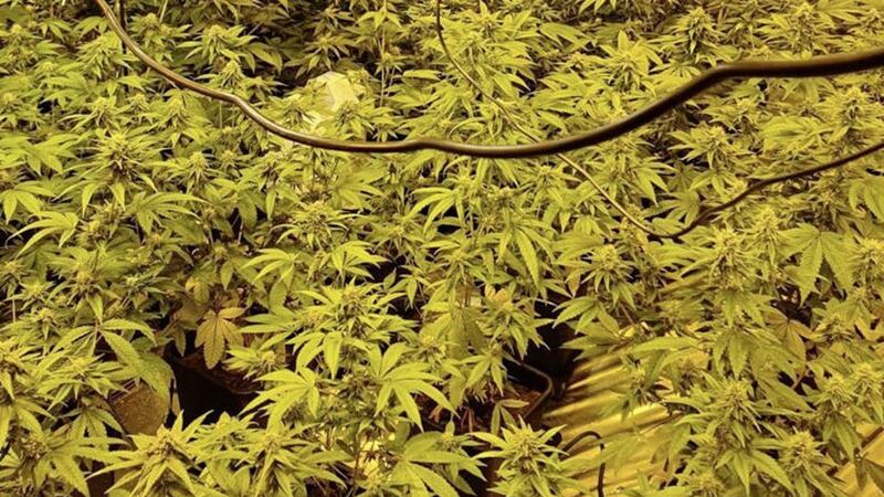 The cannabis factory was uncovered by police in Annalong 