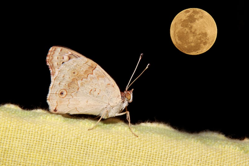 Moth at night.