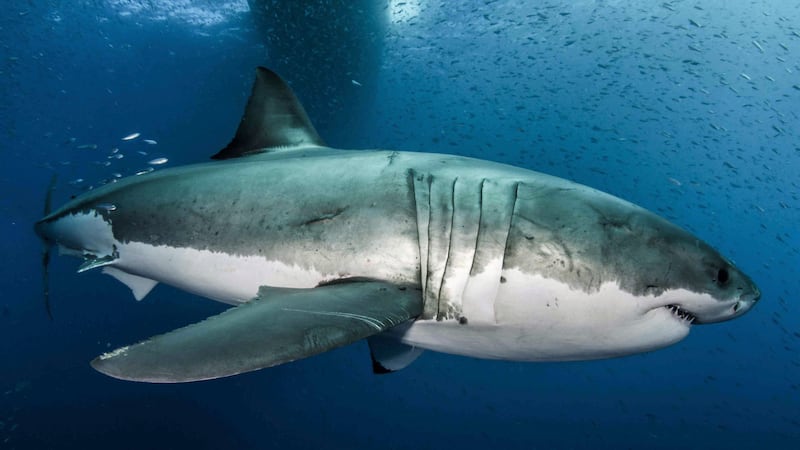 Understanding the great white shark’s ability to keep its DNA stable could help in the fight against cancer, say scientists.
