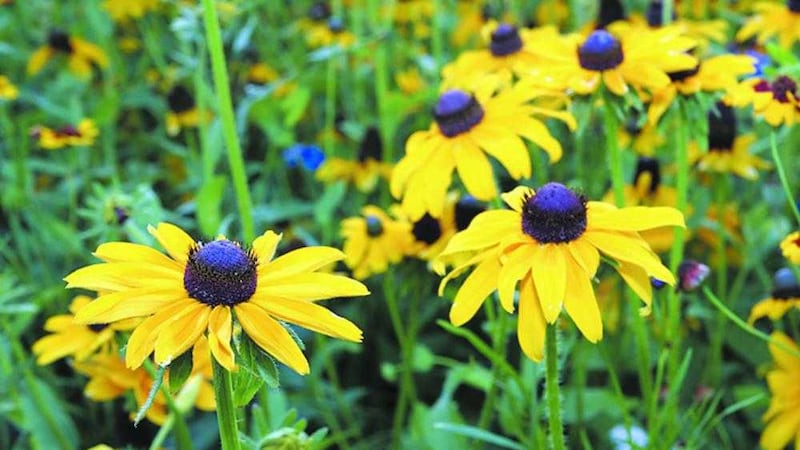 Rudbeckia &#39;Goldsturm&#39; is one of the daisy families most popular garden plants 