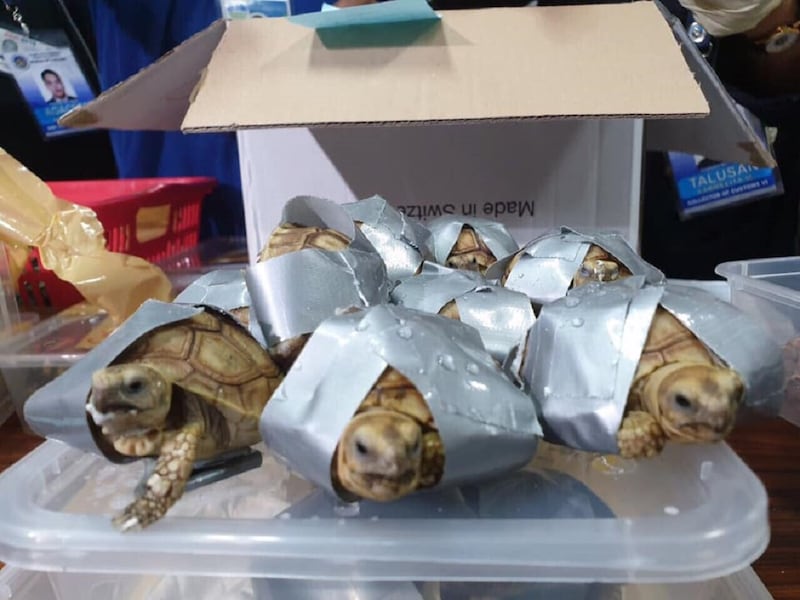 The tortoises taped up