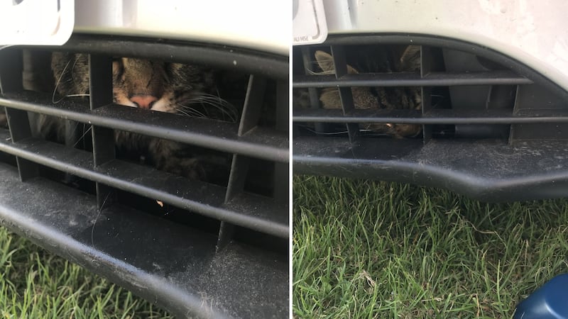 The driver of the Ford Focus was unaware the animal was trapped.