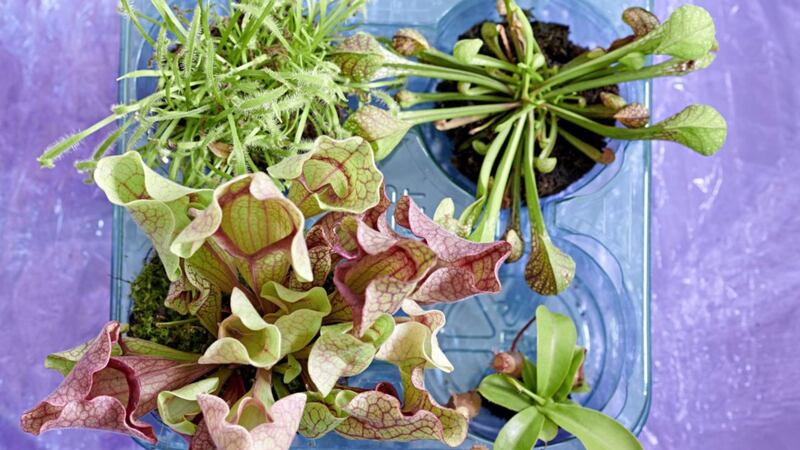 A selection of carnivorous house plants 
