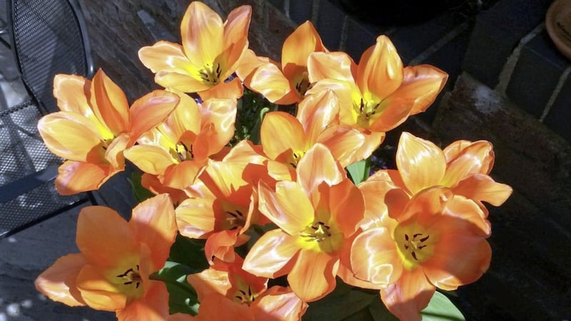 Some gardeners leave bulbs in over winter and mulch the area, and some tulips do come back 