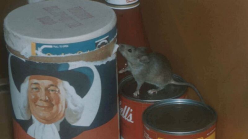Scientists in New York find evidence of mice carrying infectious antibiotic-resistant bacteria.