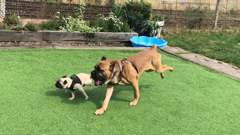 The one-year-old cane corso had been scared before befriending a dog less than half its size.