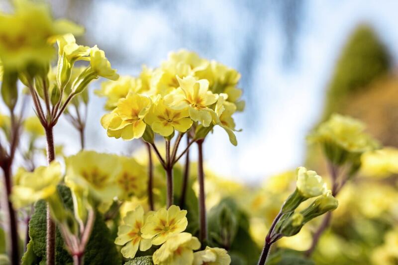 The early appearance of a primrose smiling in the garden makes your heart sing 