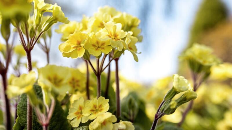 The early appearance of a primrose smiling in the garden makes your heart sing 