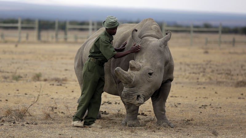 Only two females remain of the northern white rhino sub-species.