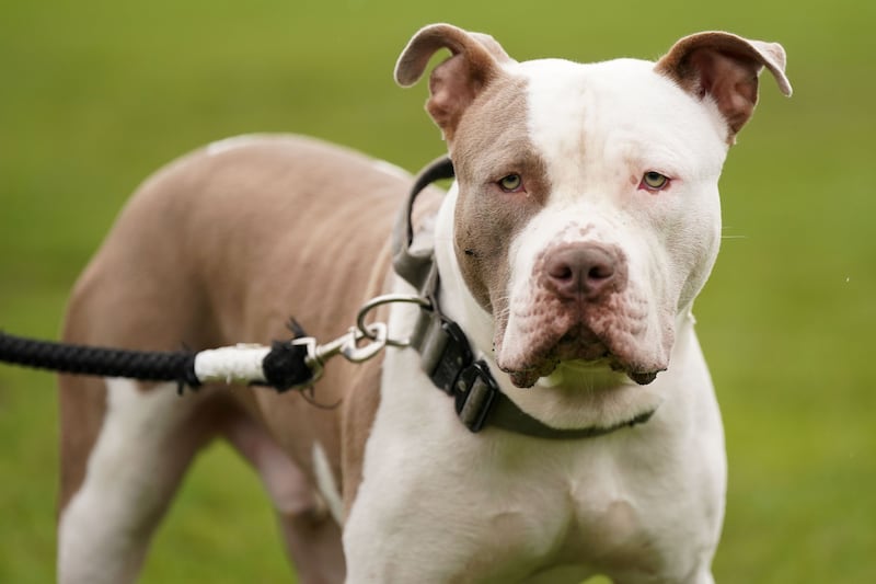 An MP has called for young XL bully dogs not to be neutered until they are mature