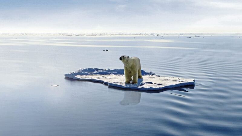 A polar bear on one of the last ice floes floating in the Arctic sea. Due to global warming the natural environment of the polar bear in the Arctic has changed a lot. The Arctic sea has much less ice than it had some years ago