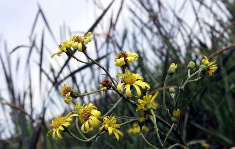 A rare Fen Ragwort plant - of which there was thought to be just one in the wild 30 years ago - is tended at a nursery at Flaf Fen, near Peterborough, Cambridgeshire. 