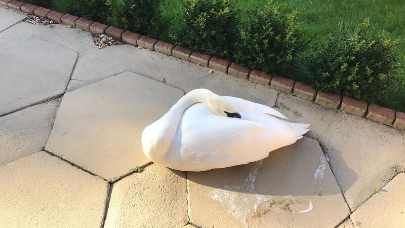 The Liverpool resident received ‘the shock of her life’ when she saw the injured bird in her garden.