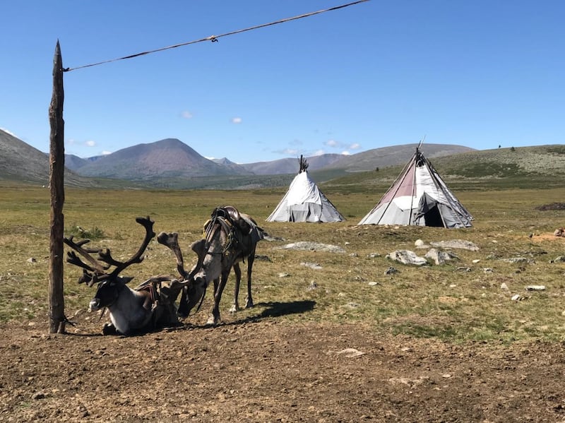 Domestic reindeer saddled for riding outside a Tsaatan summer camp in Khuvsgul province.