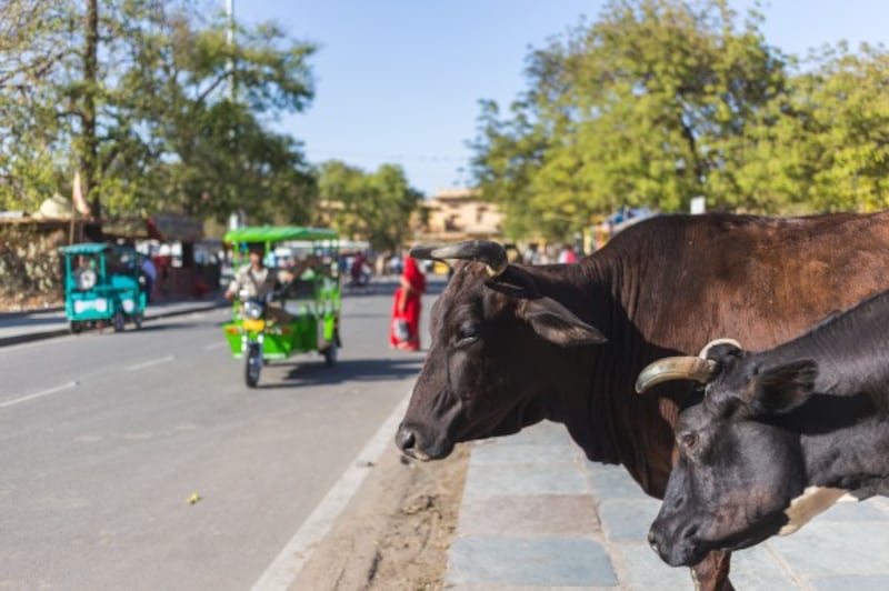 Cows in India.