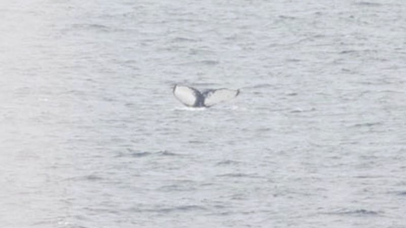 The tail of humpback whale named Orion. Picture by Dr Justin Judge/ IWDG 