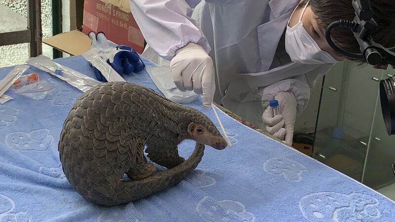 Volunteers had rescued and rehabilitated the pangolin nicknamed Lijin after it was found by a fisherman in the eastern province of Zhejiang.