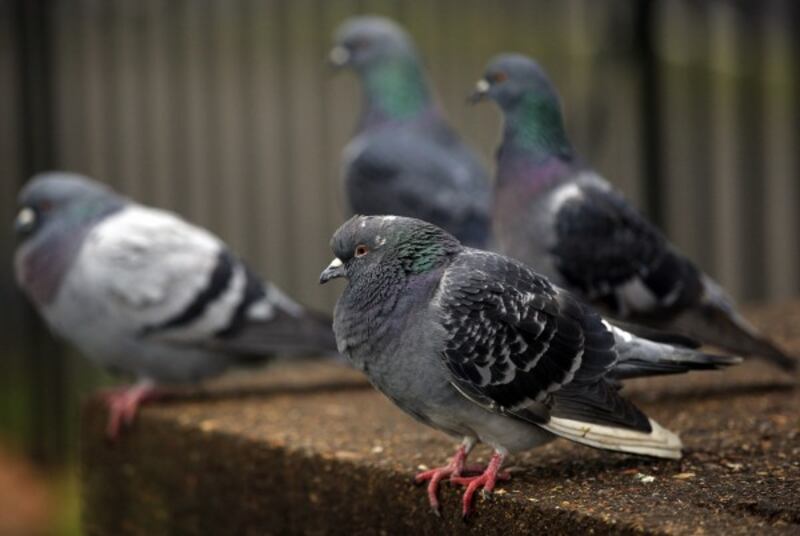 Pigeons sitting