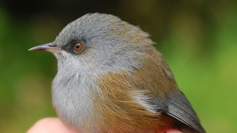 The tiny grey white-eye has evolved into five distinct colour varieties on a small tropical island.