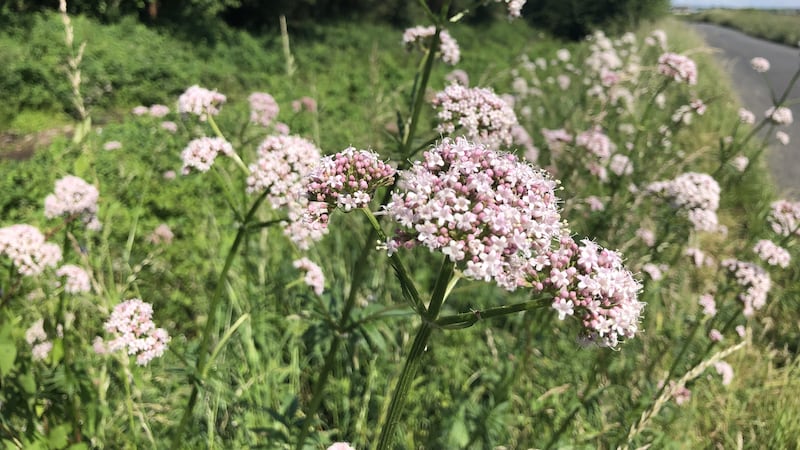 Common valerian proliferates on the roadside verges of Co Clare
