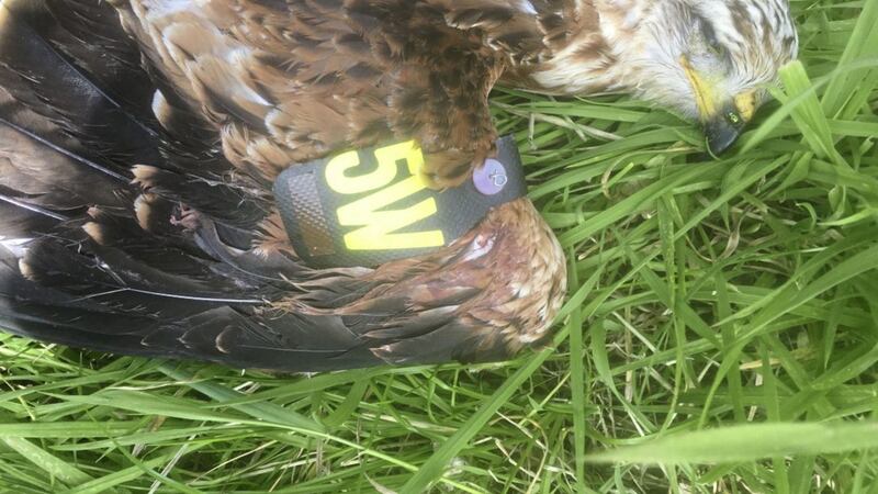 The bird was found with suspected gunshot wounds outside Moneyslane. Picture by Alan Ferguson/RSPB NI 