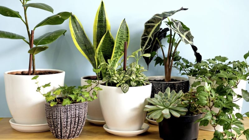 Open your curtains and consider moving houseplants to a sunnier spot 