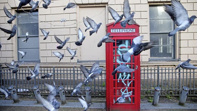A flock of pigeons feeding around a red telephone box in Belfast. Picture by Mal McCann 