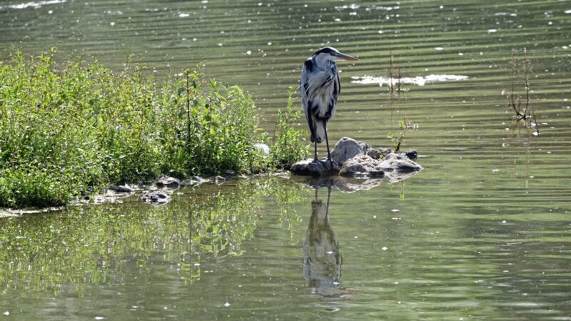The shrill call of a grey heron is one of the most distinctive bird calls in Ireland 