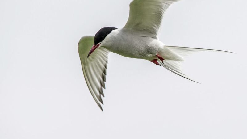 Am I nearly there yet? An Arctic tern &ndash; the birds, commonly seen in Ireland, undertake epic migrations 