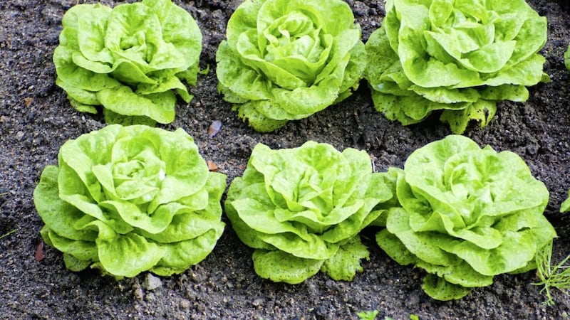 Salad leaves, like lettuce, are a great place to start your grow-your-own adventure 