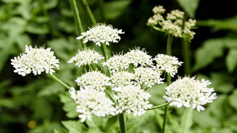 Cow parsley has long been associated with &lsquo;breaking your mother&rsquo;s heart&rsquo; as its tiny white flowers drop so quickly when brought indoors 