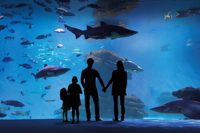 The 28-foot-deep shark tank at Palma Aquarium lets you get up close and personal with some fearsome fish