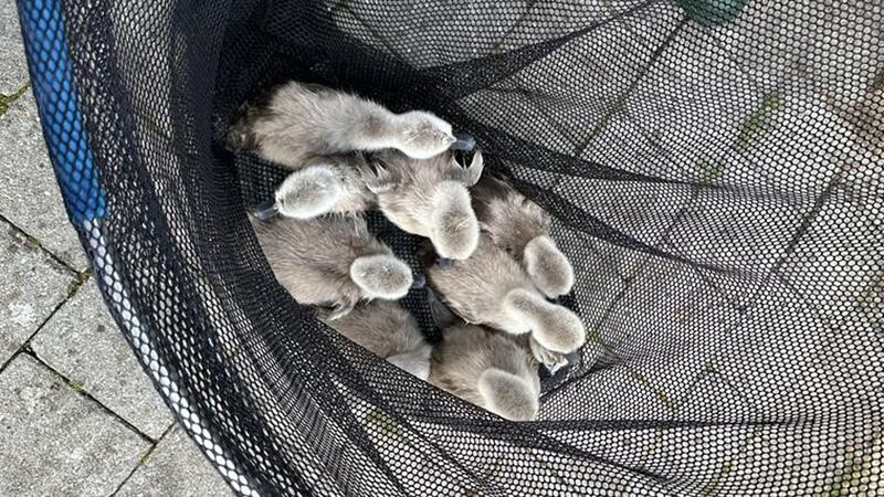 The nine cygnets were saved after getting into difficulties in a millpond in Nash Mills, Hertfordshire.