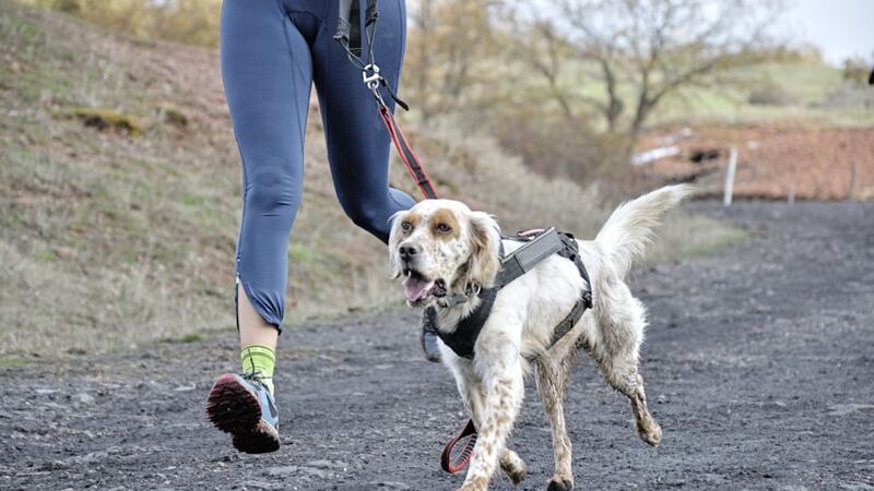 Join Dog Trails NI for canicross classes and training at Benone Beach on Saturday 