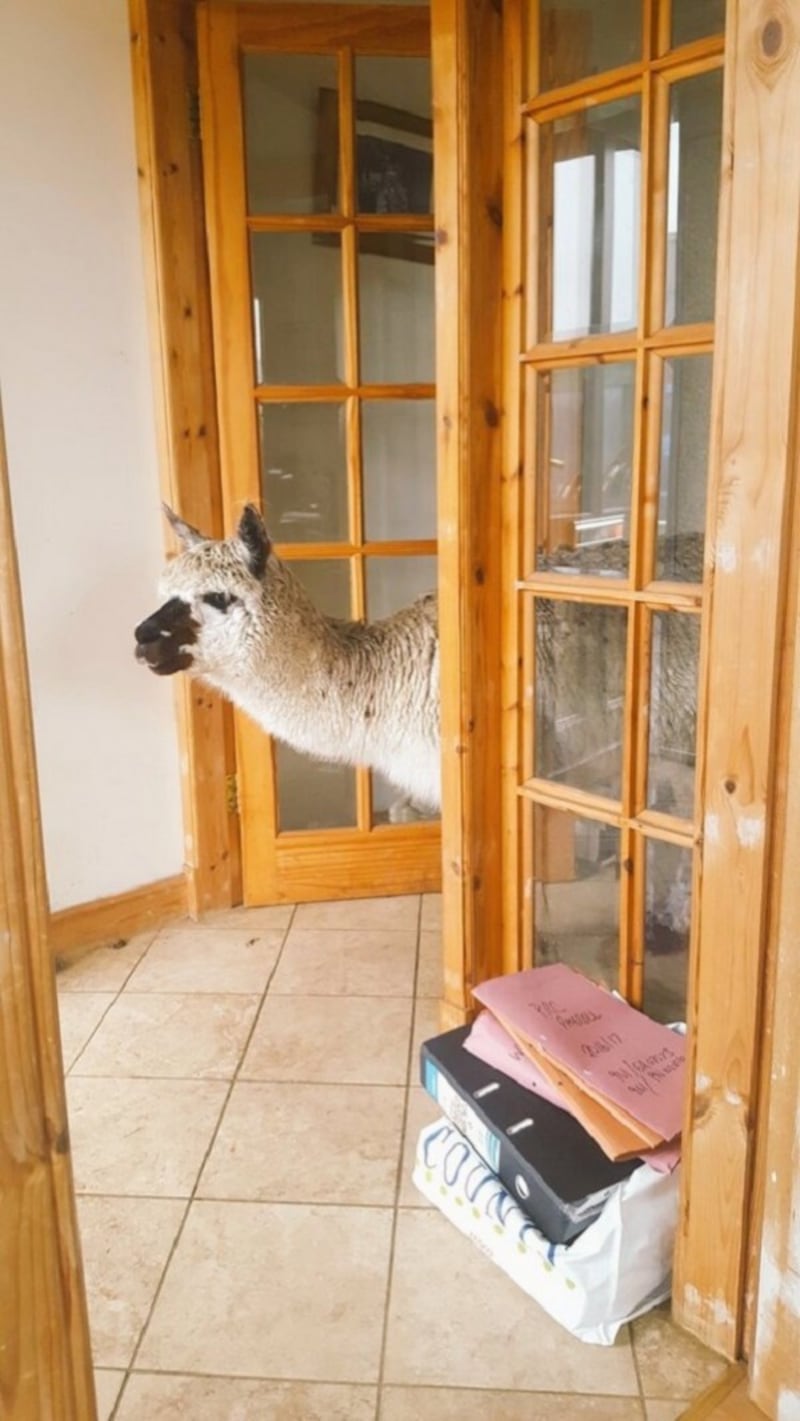 An alpaca in a house