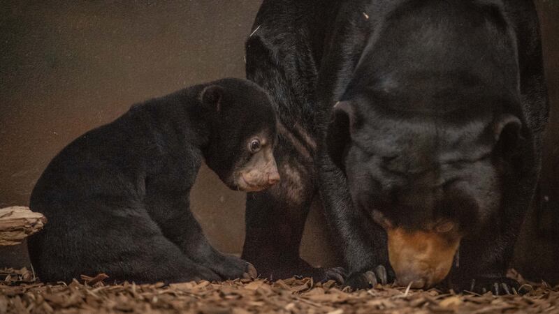 The 12-week-old cub stepped out to explore its home at Chester Zoo