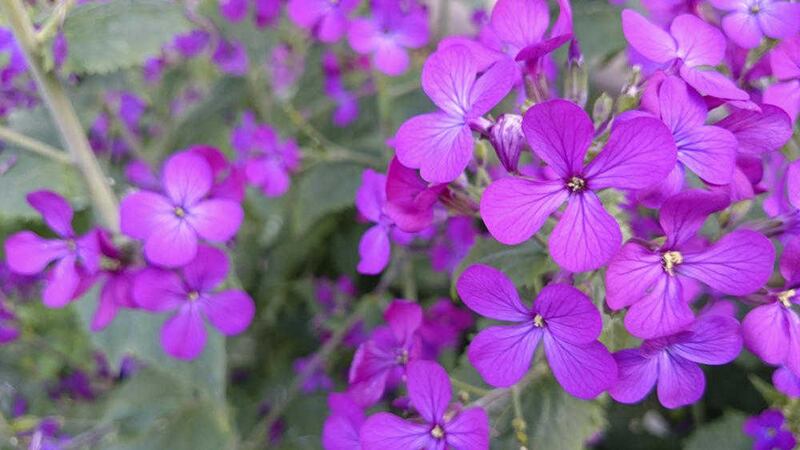 Honesty &ndash; Lunaria annua &ndash; is welcome to both gardeners and bees  