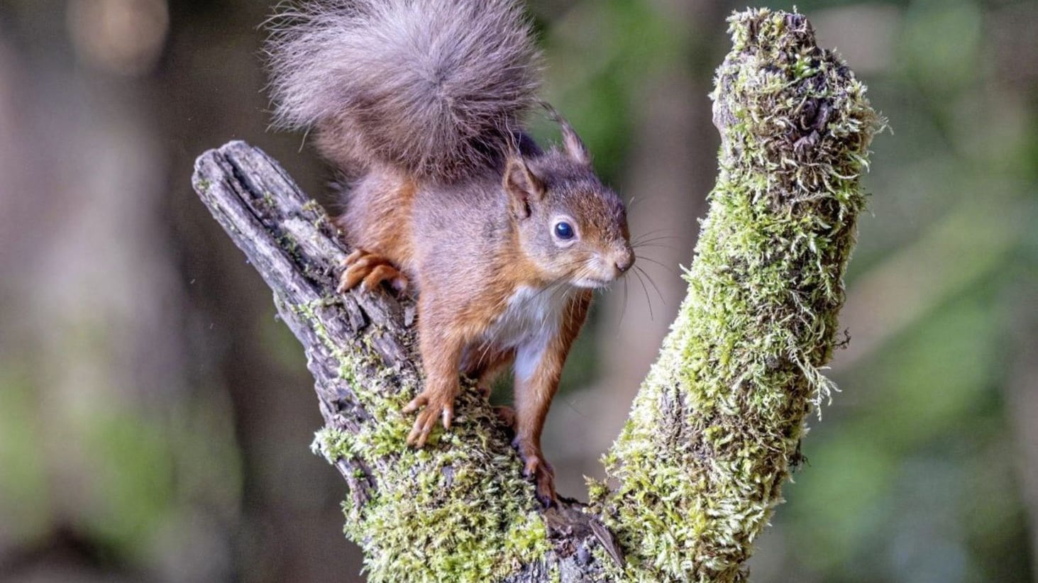 Red squirrels are one of our most striking native species