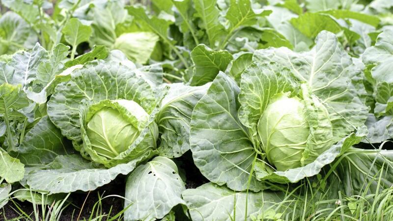 Underrated and hardy, good cabbage varieties include &#39;Tundra&#39;, a Savoy cabbage ready from late autumn onwards and &#39;January King&#39; 