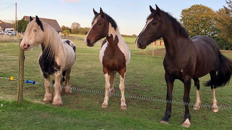 The rescued horses, left to right, Weirdo, Charm and Calypso, before the flooding (Leah Adams/PA Wire)