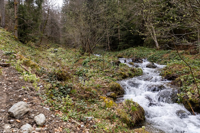 A stream flows through trees and vegetation in an old-growth forest in the Romanian Carpathians