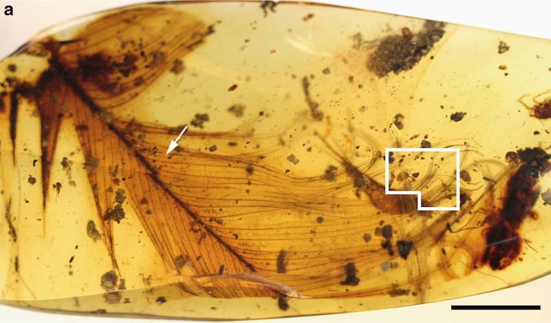An image showing the tick in the amber